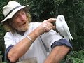 Extremely rare white Jackdaw