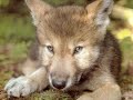 lobo domesticado