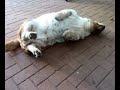 Basset Hound Speedy