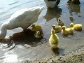 goose and goslings/??????????????