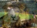 Um hino ao Sporting clube portugal (musica) Um hino ao Sporting clube portugal (musica)