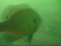 Monster Bluegill Monster Bluegill