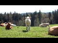 Bayerisches Oberland im Frühling