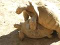 videos de Turtles gettin' busy