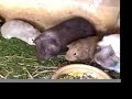 Guinea Pigs at Kingate Cavies Part 2 Guinea Pigs at Kingate Cavies Part 2