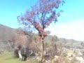 Vale da Serra