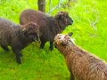 Sheeps in the Vineyard