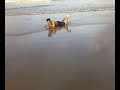memo se cae