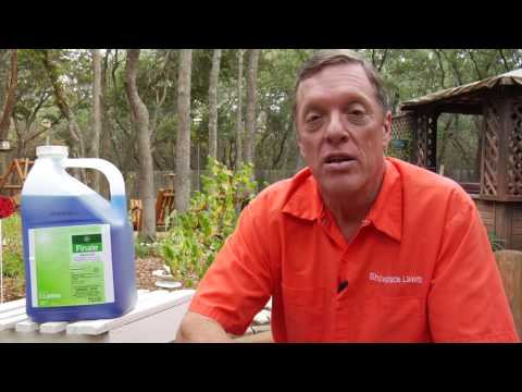how to get rid ivy