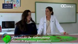 4. Procedimiento Experimental