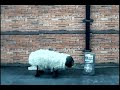 Gangsta Sheep