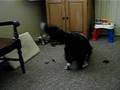 videos de play fight