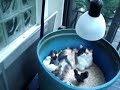 Chicks-adopted-by-Ca
