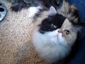 Chicks-adopted-by-Ca