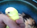 Chicks-adopted-by-Ca