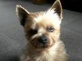 Yorkshire Terrier　ヨーキー