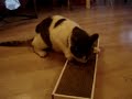 Cat with Cosmic Catnip