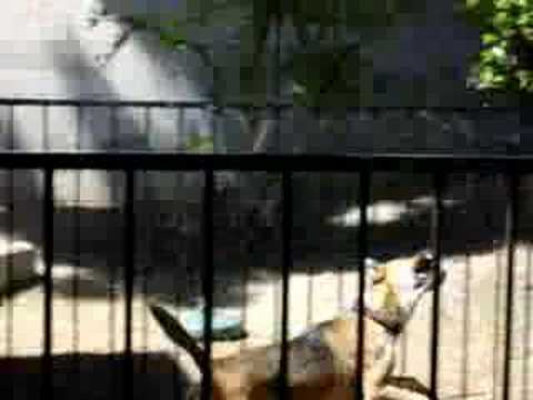 Buster Playing in Water