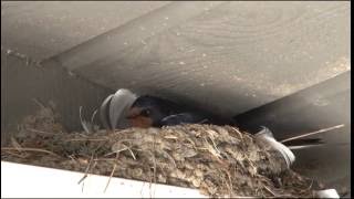 Karmsvaler på Smøla