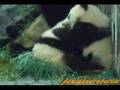 videos de Wrestling Panda Twin 双子の小パンダ・レスリング