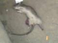 moskito bailando