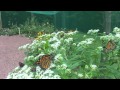 Up Yonda Farm Butterflies August 2011