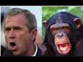 Bush - monkey faces