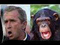 Bush - Mo...