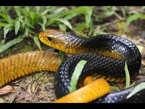 YouTube reptile video