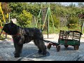 Nobel - The Great Bouvier des Flandres