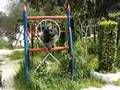 Nobel - The Great Bouvier des Flandres - Wagre de Dasilva
