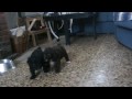 Spanish water dog puppies from Cantabria´s litter with one month old