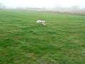 maisie 08 stafford 2
