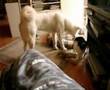 Akita Inu video