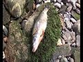 Fischen im Toggenburg / Schweiz Fischen im Toggenburg / Schweiz