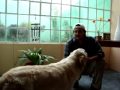 Como ensenar al Perro a echarse, Entrenamiento Clicker