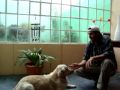 Como ensenar al Perro a echarse, Entrenamiento Clicker