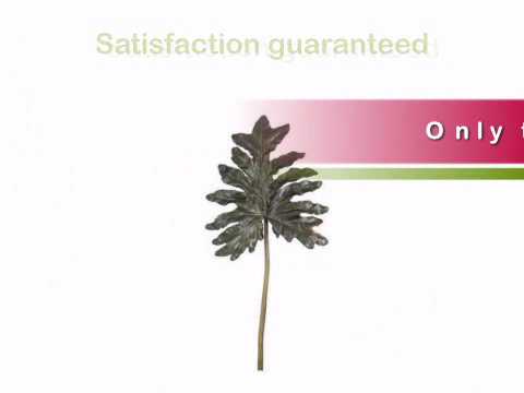 how to plant a split leaf philodendron