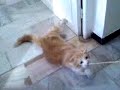 cat very ungry