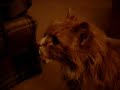 Oldest North American Domestic Long Haired Cat: Spunky