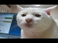 The Serious Cat The Serious Cat