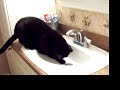 This is my cat Teddy. I took this video over two years ago with my camera. I thought it was so cute the way he tried to attack the water!My mom gave him away recently :(