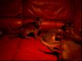 Abyssinian Kittens Nursing