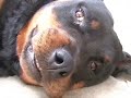 rottweilers de pabloko