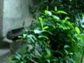  - MovieZen Video