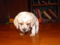 My puppy,Lemmy