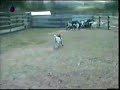 the bird desease reached a goat..funny the bird desease reached a goat..funny