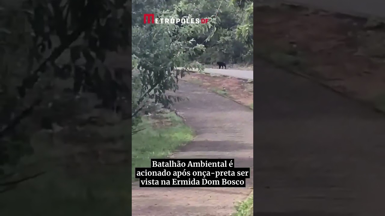 Batalhão ambiental é acionado após onça-preta ser vista no DF