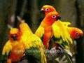 Jurong Bird Park