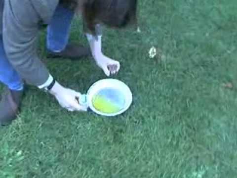 how to collect a urine sample from a dog